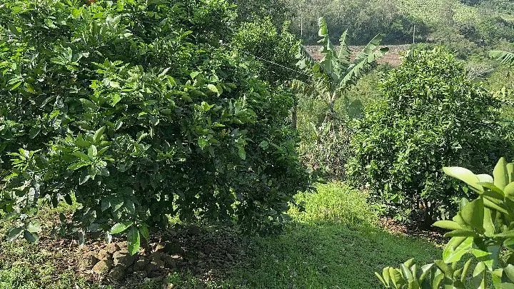 Sítio à venda de 10 ha em Santo Antônio da Patrulha, RS, Brasil