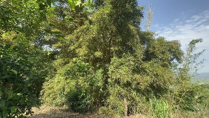 Sítio à venda de 10 ha em Santo Antônio da Patrulha, RS, Brasil