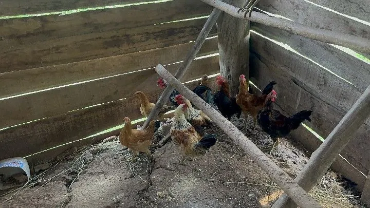 Sítio à venda de 10 ha em Santo Antônio da Patrulha, RS, Brasil