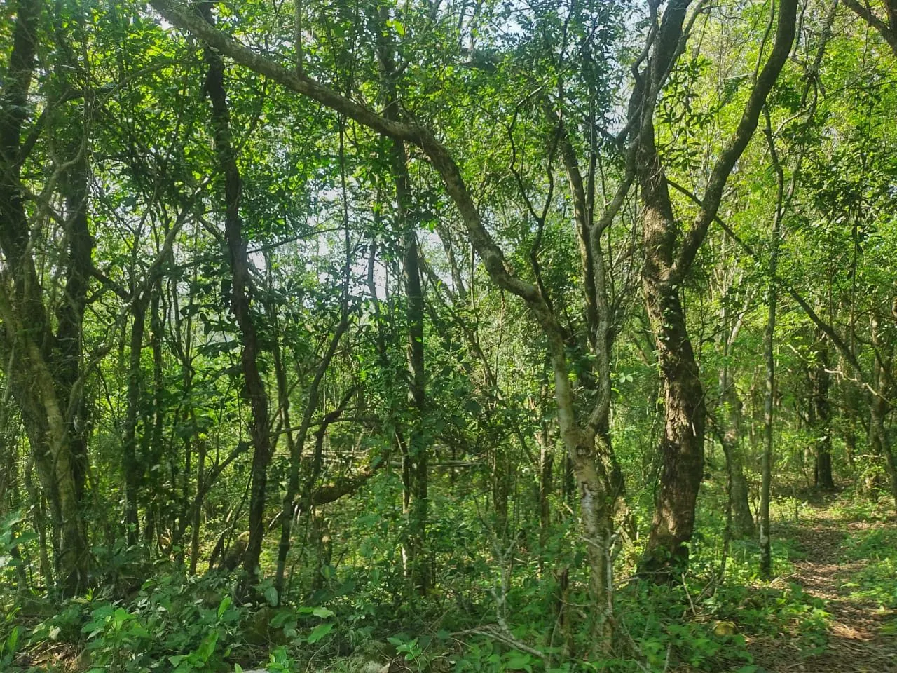 Sítio à venda de 10 ha em Santo Antônio da Patrulha, RS, Brasil