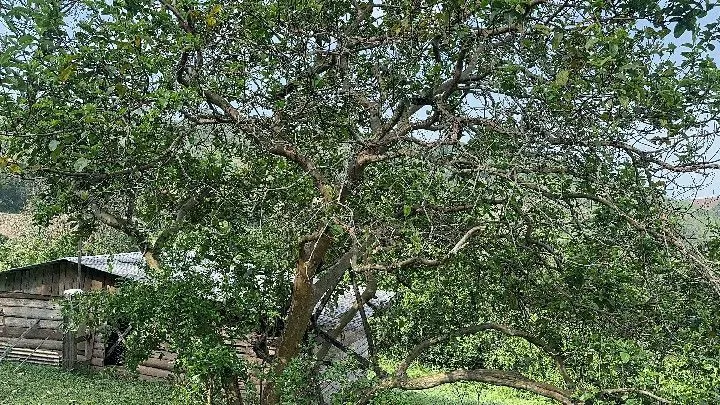 Sítio à venda de 10 ha em Santo Antônio da Patrulha, RS, Brasil