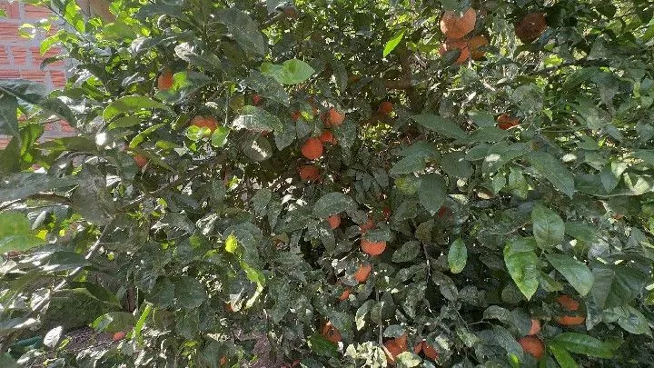 Sítio à venda de 10 ha em Santo Antônio da Patrulha, RS, Brasil