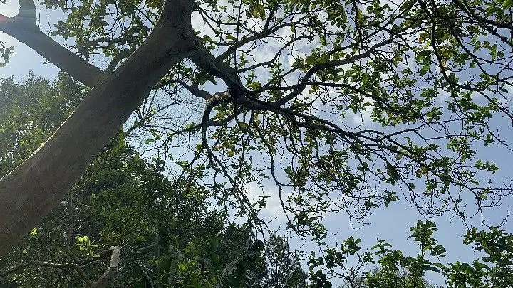 Sítio à venda de 10 ha em Santo Antônio da Patrulha, RS, Brasil
