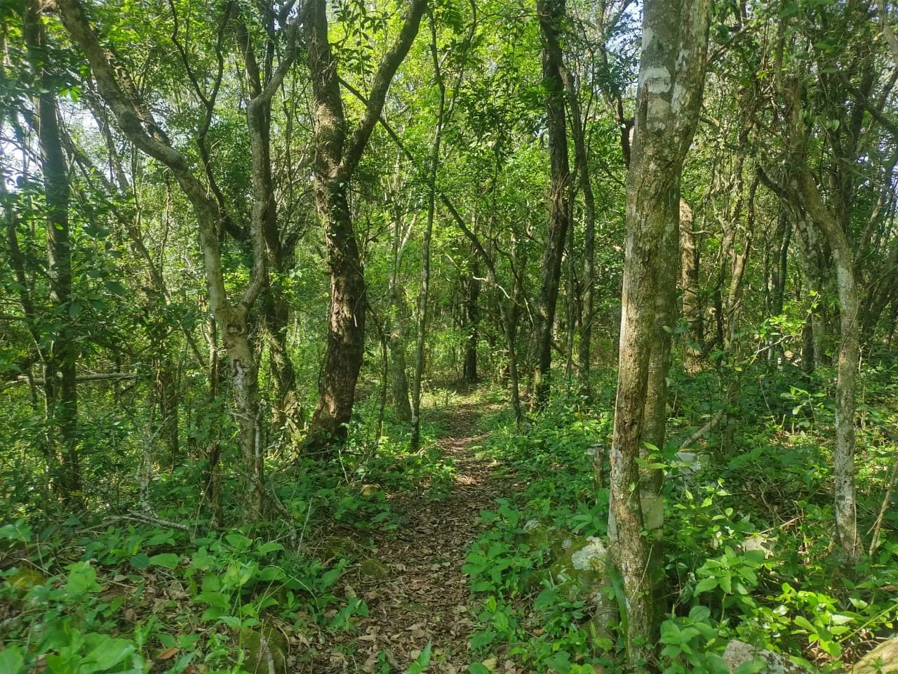 Sítio à venda de 10 ha em Santo Antônio da Patrulha, RS, Brasil
