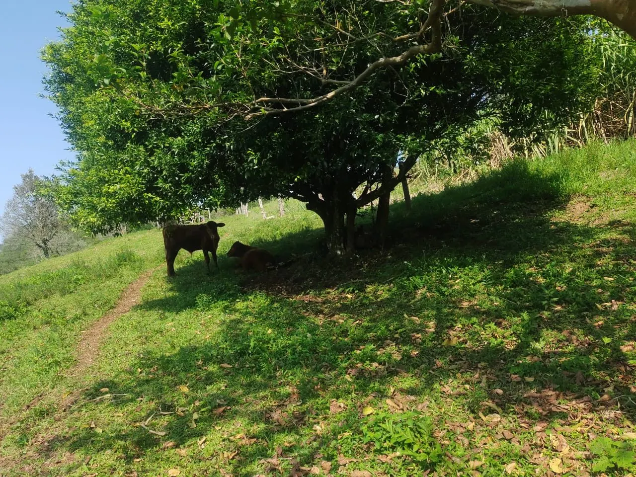 Sítio à venda de 10 ha em Santo Antônio da Patrulha, RS, Brasil