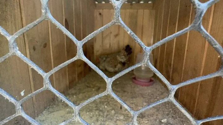 Sítio à venda de 10 ha em Santo Antônio da Patrulha, RS, Brasil