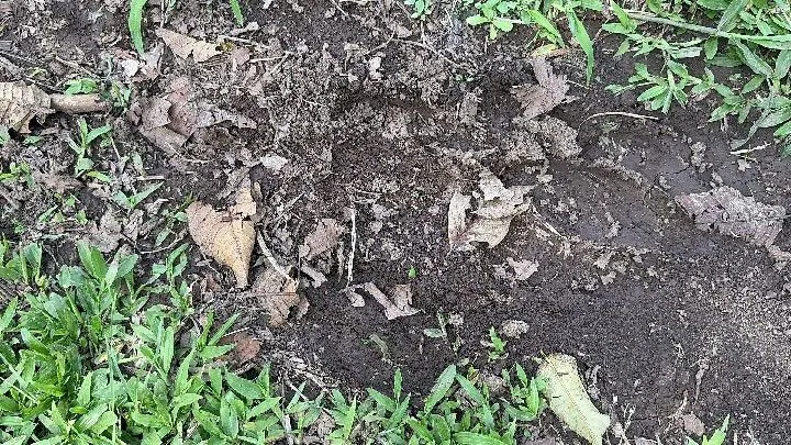 Sítio à venda de 10 ha em Santo Antônio da Patrulha, RS, Brasil