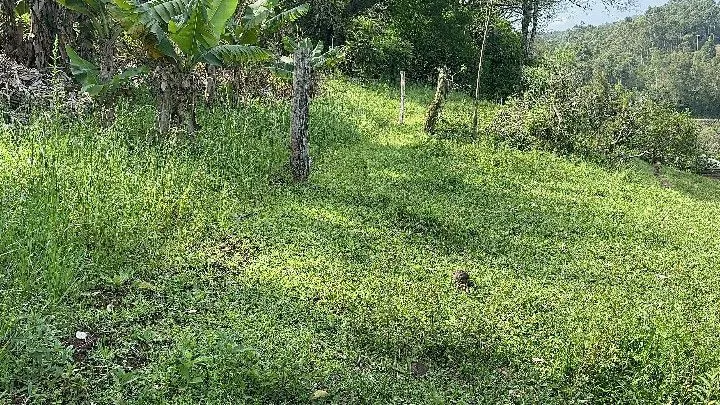 Sítio à venda de 10 ha em Santo Antônio da Patrulha, RS, Brasil