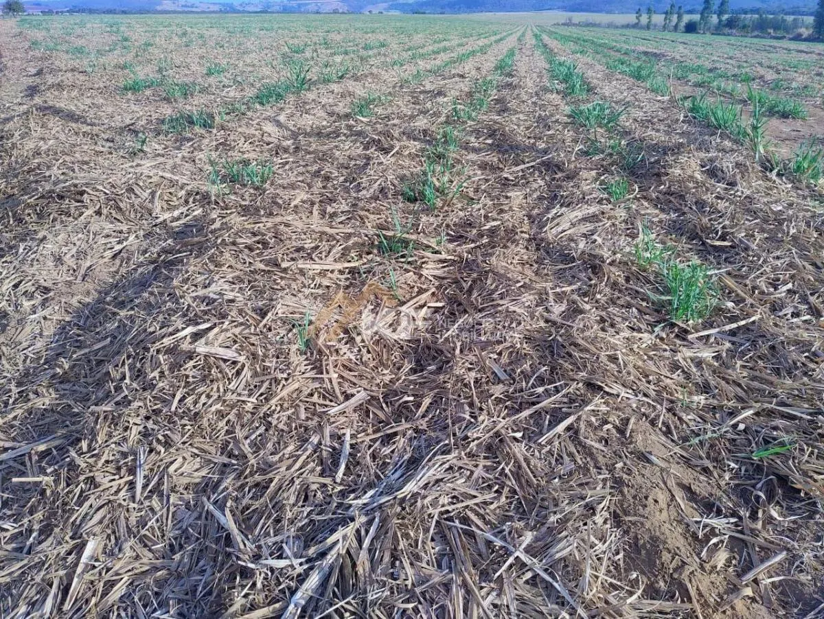 Fazenda à venda de 650 ha em Mococa, SP, Brasil