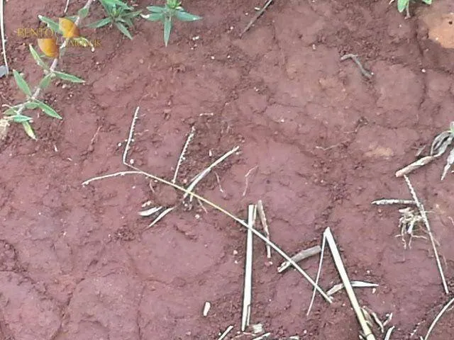 Fazenda à venda de 4.080 ha em Planalto da Serra, MT, Brasil