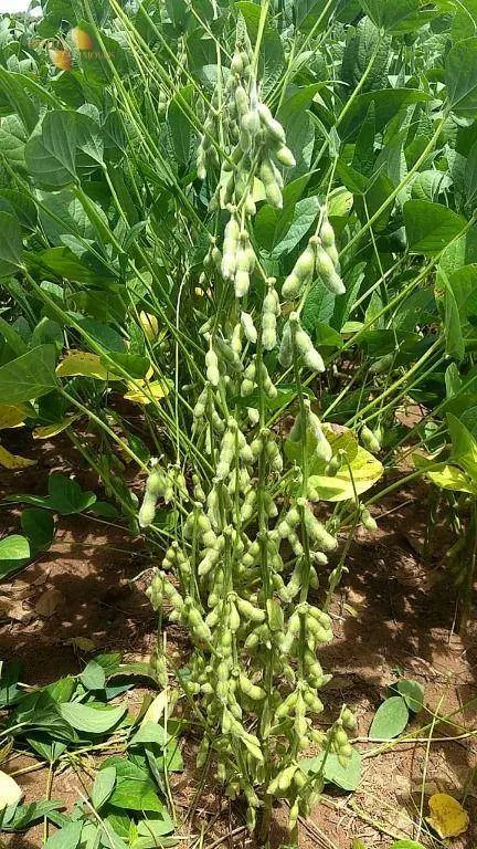 Farm for sale of 939 acres in Canarana, MT, Brazil