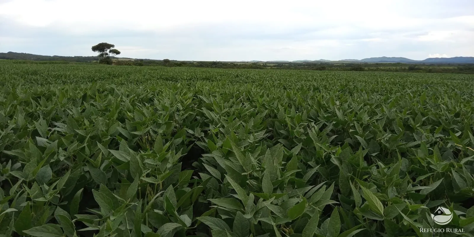 Fazenda à venda de 1.090 ha em Planalto da Serra, MT, Brasil