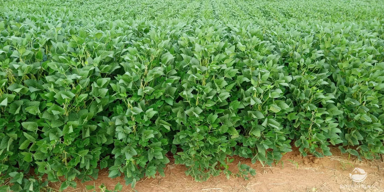Fazenda à venda de 1.090 ha em Planalto da Serra, MT, Brasil
