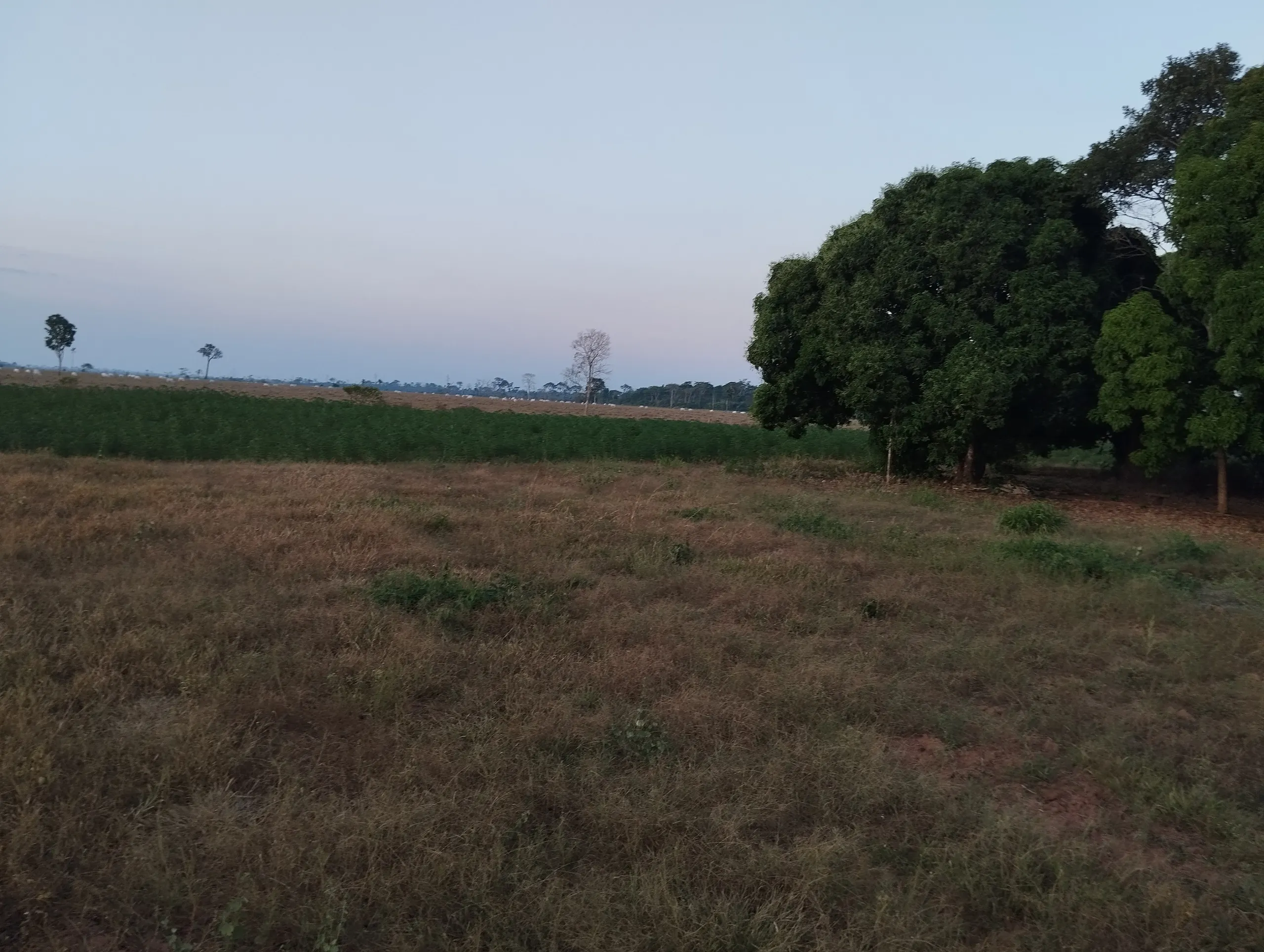 Chácara à venda de 19 ha em Capixaba, AC, Brasil