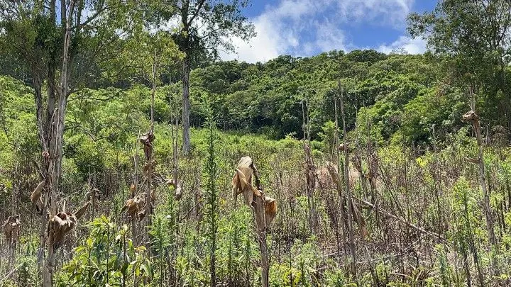 Country home for sale of 10 acres in Caraá, RS, Brazil