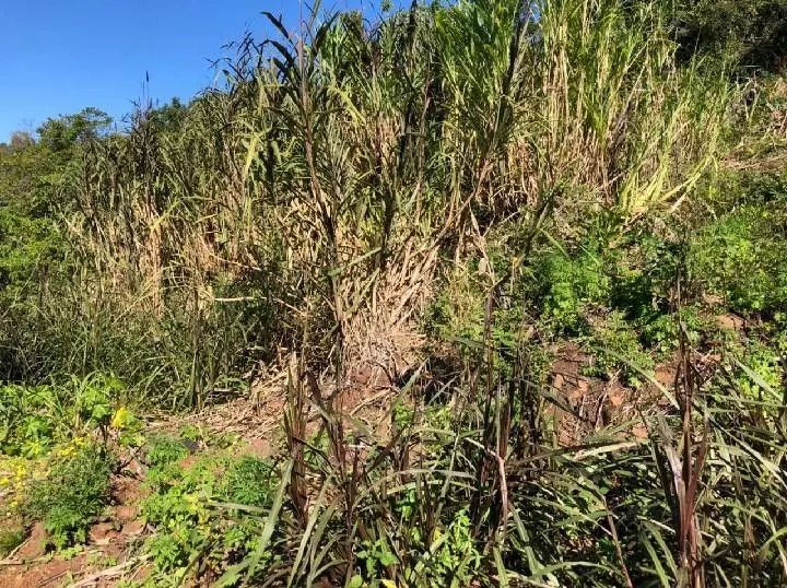 Chácara à venda de 1 ha em Rolante, RS, Brasil