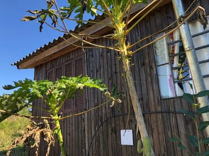 Chácara à venda de 1 ha em Rolante, RS, Brasil