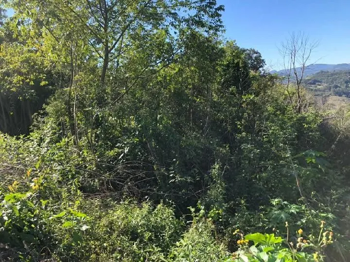Chácara à venda de 1 ha em Rolante, RS, Brasil