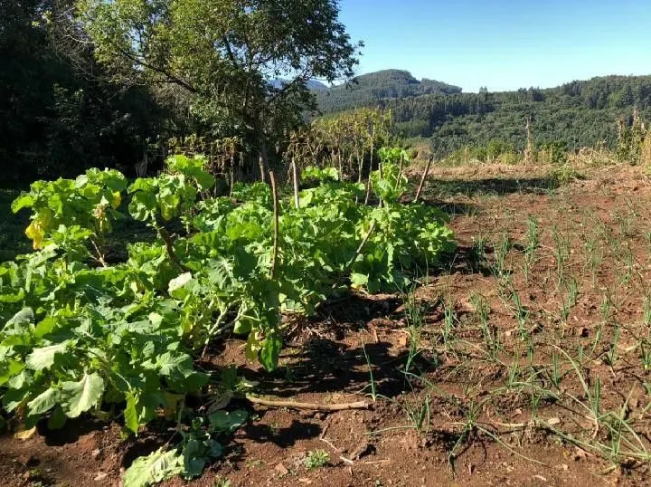 Chácara à venda de 1 ha em Rolante, RS, Brasil