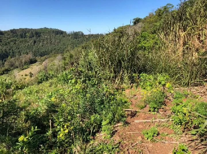 Chácara à venda de 1 ha em Rolante, RS, Brasil