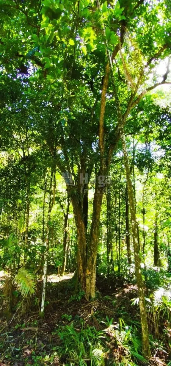 Chácara à venda de 3 ha em Nova Trento, SC, Brasil