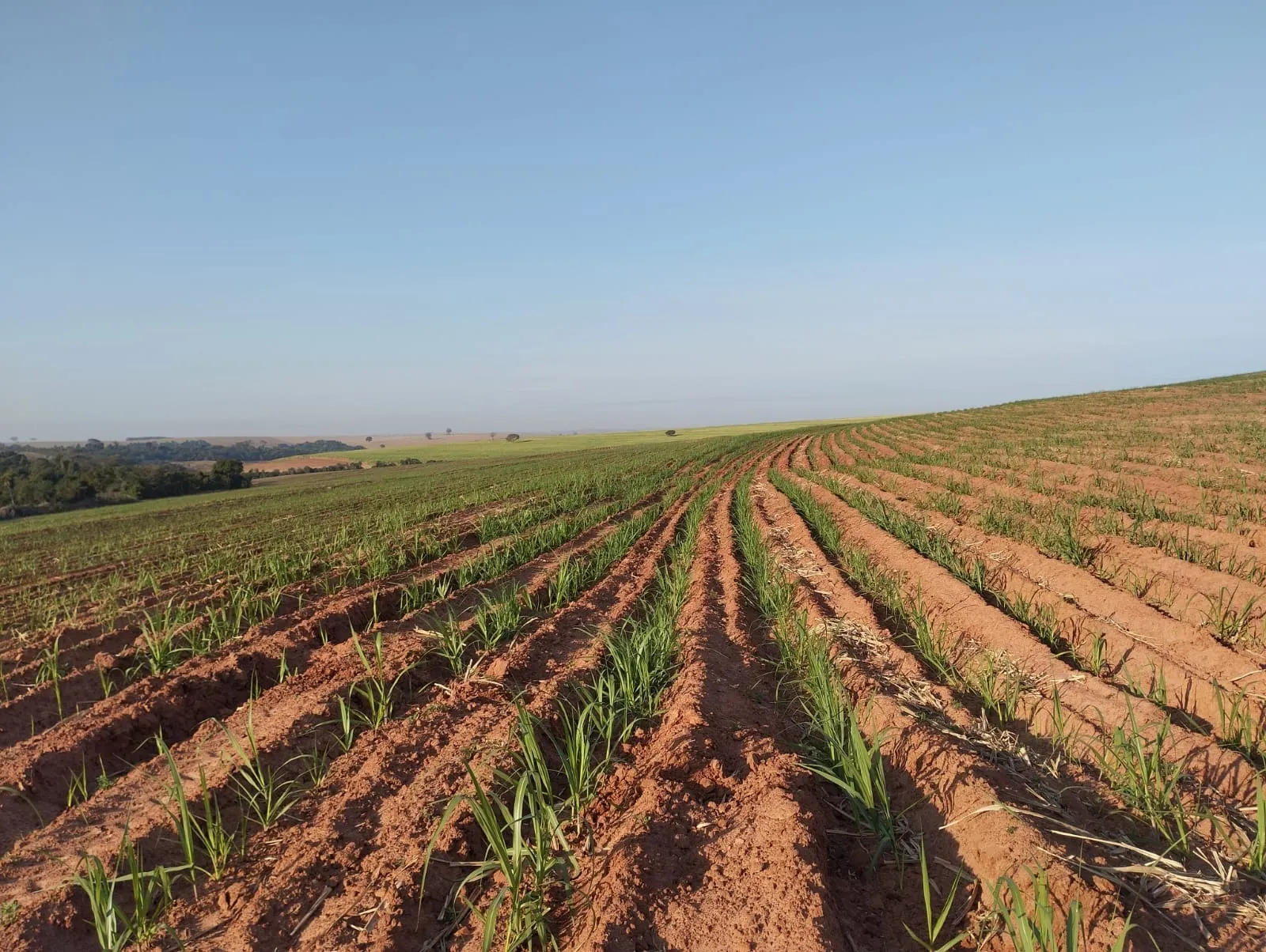 Fazenda à venda e para Arrendar de 283 ha em Getulina, SP, Brasil