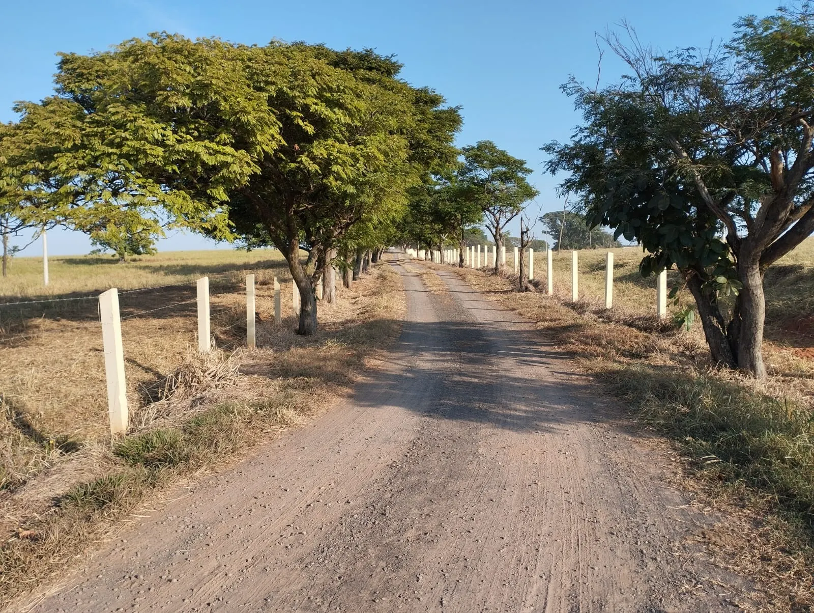 Fazenda à venda e para Arrendar de 283 ha em Getulina, SP, Brasil