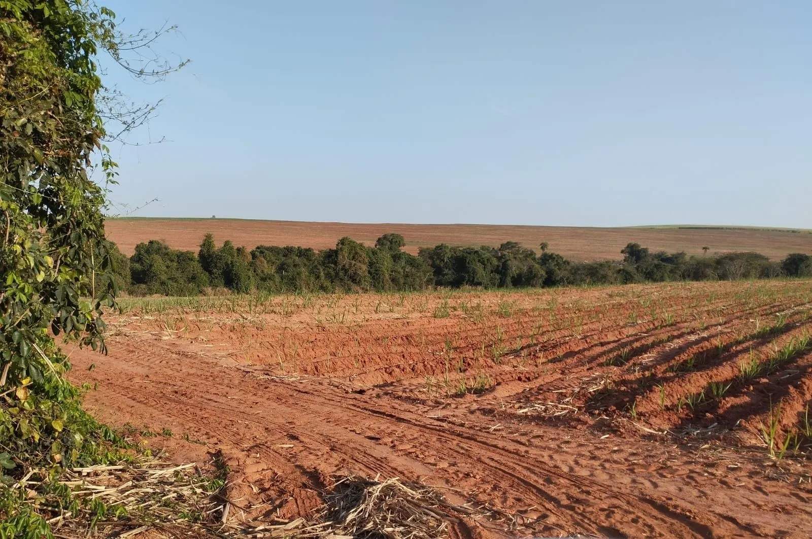 Fazenda à venda e para Arrendar de 283 ha em Getulina, SP, Brasil
