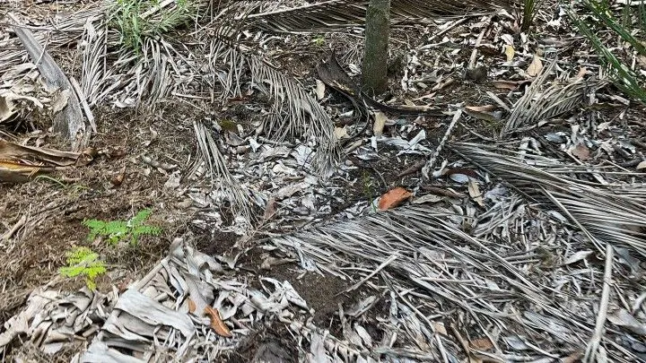 Chácara à venda de 2.900 m² em Maquiné, RS, Brasil