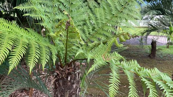 Chácara à venda de 2.900 m² em Maquiné, RS, Brasil