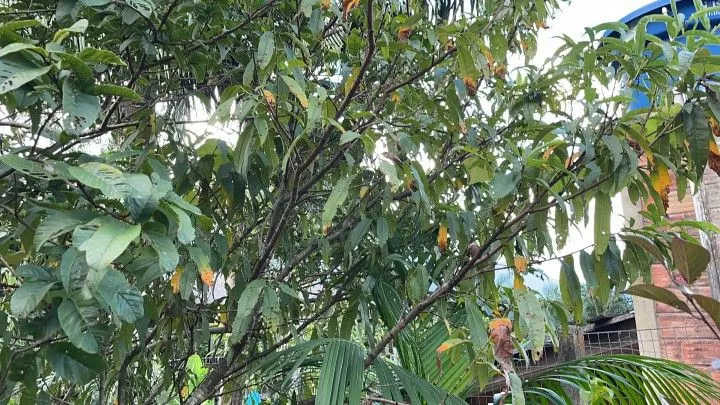 Chácara à venda de 2.900 m² em Maquiné, RS, Brasil