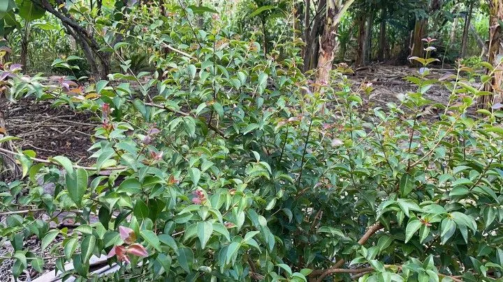 Chácara à venda de 2.900 m² em Maquiné, RS, Brasil