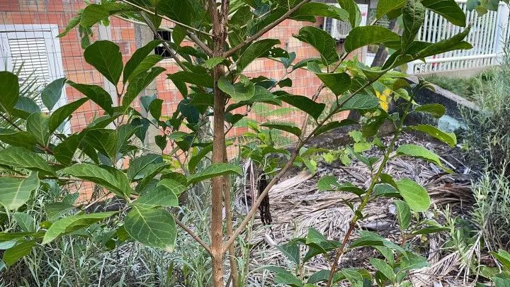 Chácara à venda de 2.900 m² em Maquiné, RS, Brasil