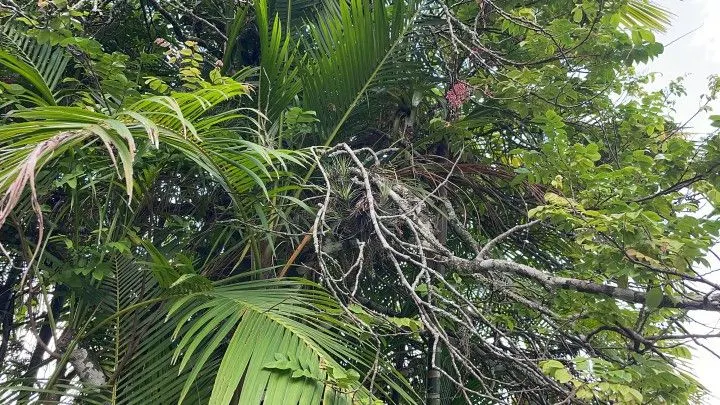 Chácara à venda de 2.900 m² em Maquiné, RS, Brasil