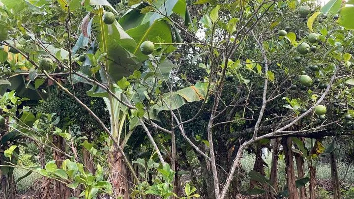 Chácara à venda de 2.900 m² em Maquiné, RS, Brasil
