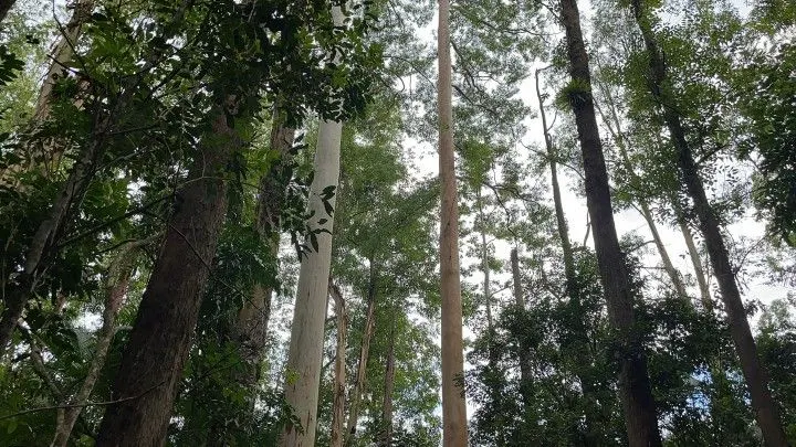Chácara à venda de 2.900 m² em Maquiné, RS, Brasil