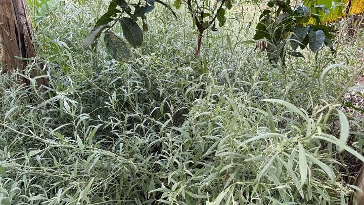 Chácara à venda de 2.900 m² em Maquiné, RS, Brasil