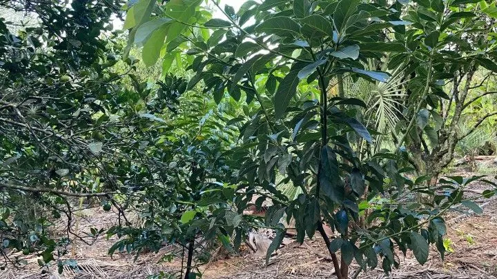 Chácara à venda de 2.900 m² em Maquiné, RS, Brasil