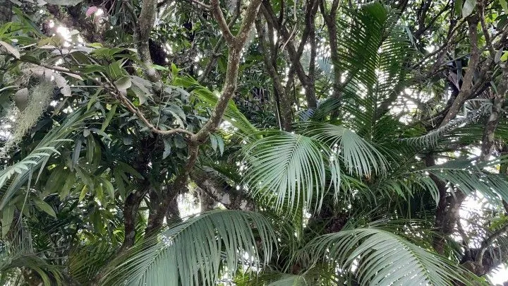 Chácara à venda de 2.900 m² em Maquiné, RS, Brasil