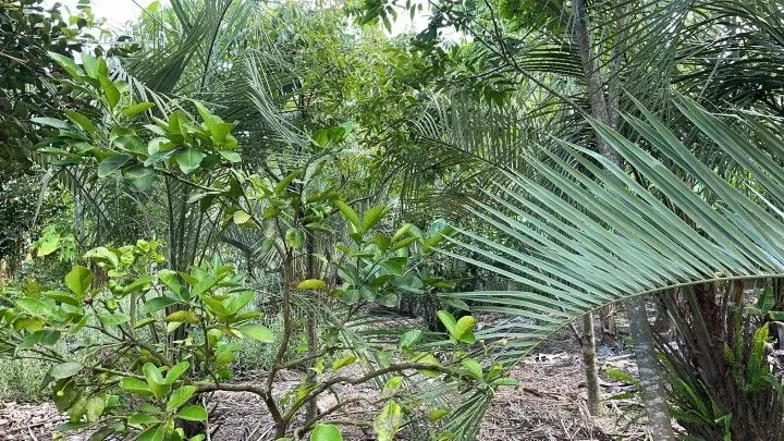 Chácara à venda de 2.900 m² em Maquiné, RS, Brasil