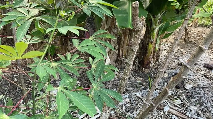 Chácara à venda de 2.900 m² em Maquiné, RS, Brasil