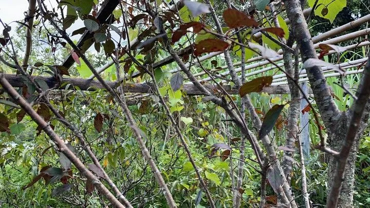 Chácara à venda de 2.900 m² em Maquiné, RS, Brasil