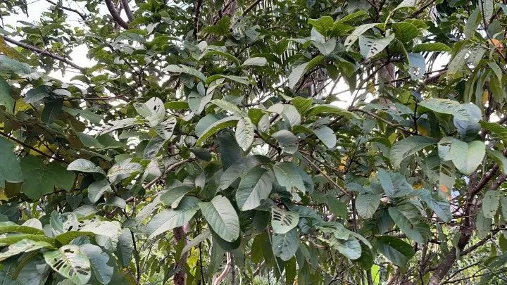 Chácara à venda de 2.900 m² em Maquiné, RS, Brasil