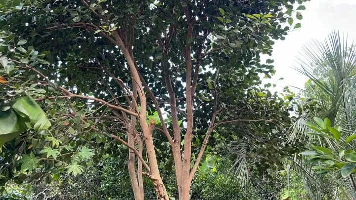 Chácara à venda de 2.900 m² em Maquiné, RS, Brasil