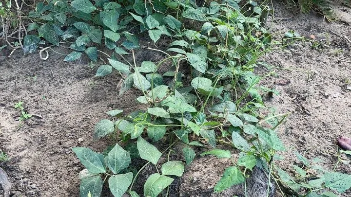 Chácara à venda de 2.900 m² em Maquiné, RS, Brasil