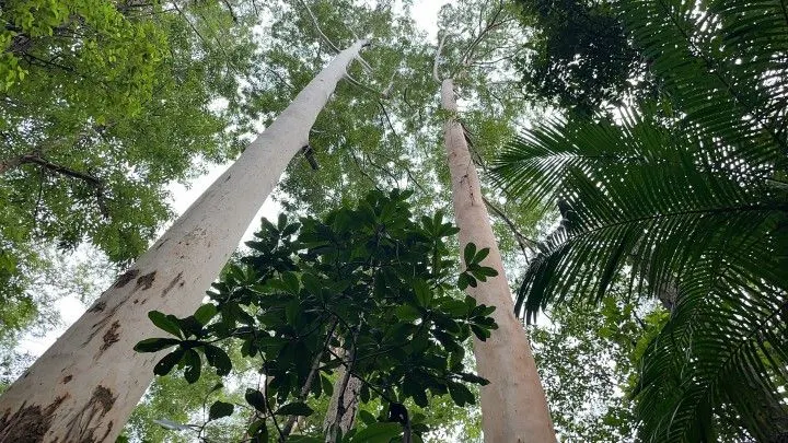 Chácara à venda de 2.900 m² em Maquiné, RS, Brasil