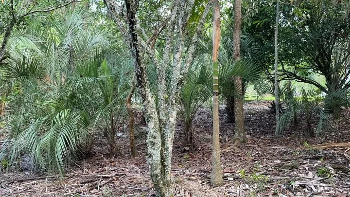 Chácara à venda de 2.900 m² em Maquiné, RS, Brasil