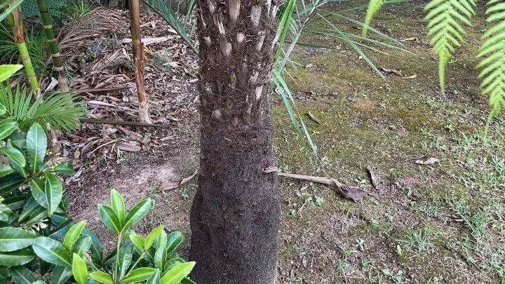 Chácara à venda de 2.900 m² em Maquiné, RS, Brasil