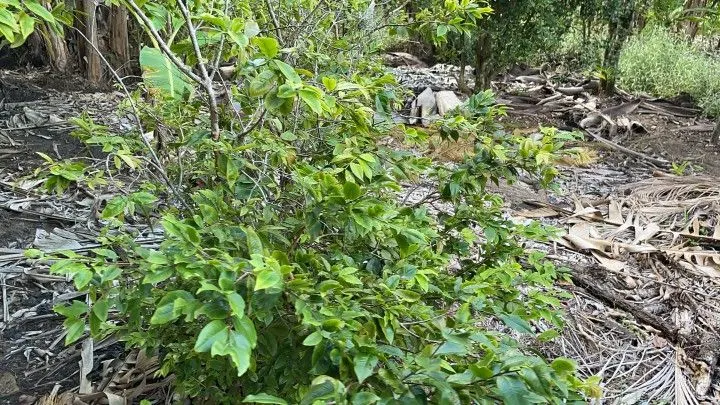 Chácara à venda de 2.900 m² em Maquiné, RS, Brasil