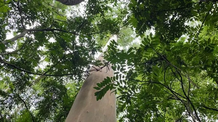 Chácara à venda de 2.900 m² em Maquiné, RS, Brasil